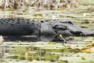 Charleston Historic City Tour and Magnolia Plantation thumbnail 6