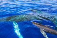 Maui Whale Watching Tour from Ka'anapali Beach thumbnail 3