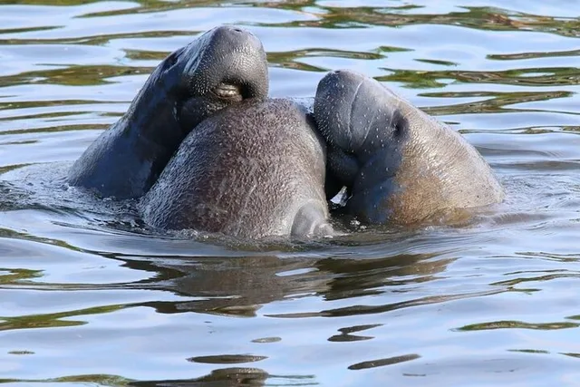 New Smyrna Mangrove Paddle & Mimosa Tour - Image 1