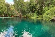 Florida Rainbow River Snorkel or Dive thumbnail 5