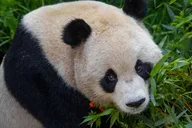 San Diego Zoo Admission Ticket thumbnail 4