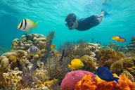 Key West Dolphin Watching and Snorkeling Cruise thumbnail 2