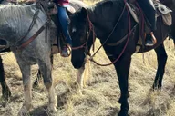 Tucson Horseback Ride in Catalina State Park thumbnail 1