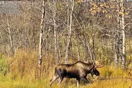 Anchorage Chugach State Park Nature Walk thumbnail 4
