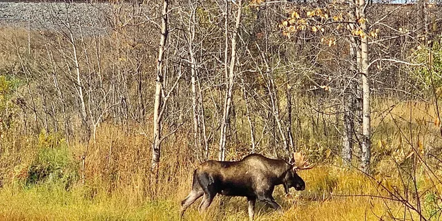 Anchorage Chugach State Park Nature Walk - Image 4