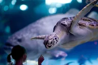 Houston City Tour with Museum and Aquarium Tickets thumbnail 2