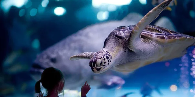 Houston City Tour with Museum and Aquarium Tickets - Image 2