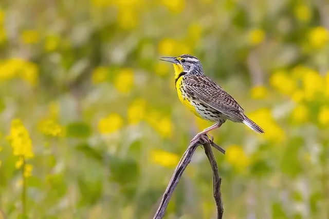 Irvine Birding Photography Tour Full Day - Image 4