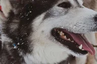 Anchorage Dog Sledding & Animal Adventure thumbnail 6