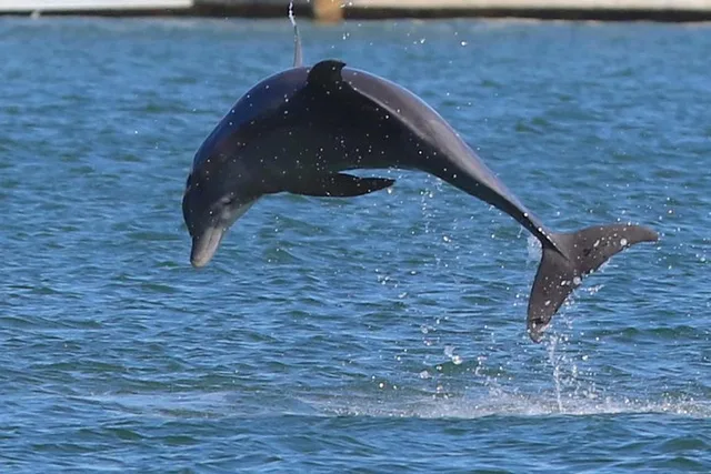 Miami Boat Tour to Haulover Sandbar and Raccoon Island - Image 4