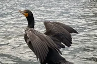 Crystal River Manatee Boat Tour thumbnail 6