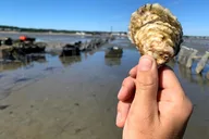 Plymouth Oyster Farm Experience thumbnail 5