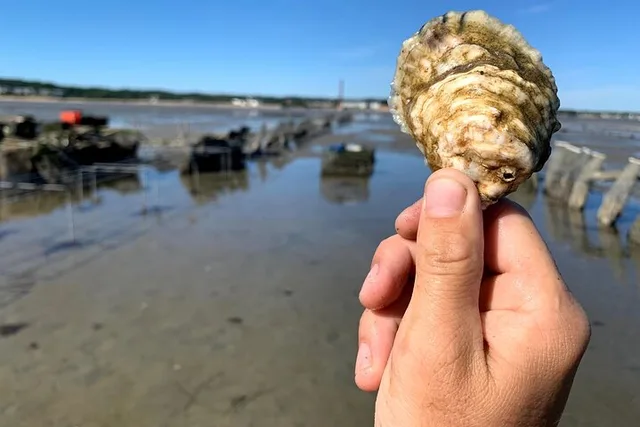 Plymouth Oyster Farm Experience - Image 5