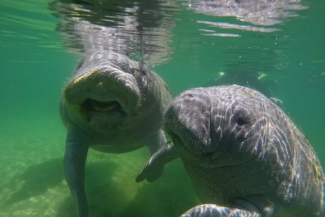 Crystal River Manatee Swim Tour with Photos 3 hr - Image 4