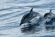 Destin Snorkeling and Dolphin Cruise 2.5 hr thumbnail 5