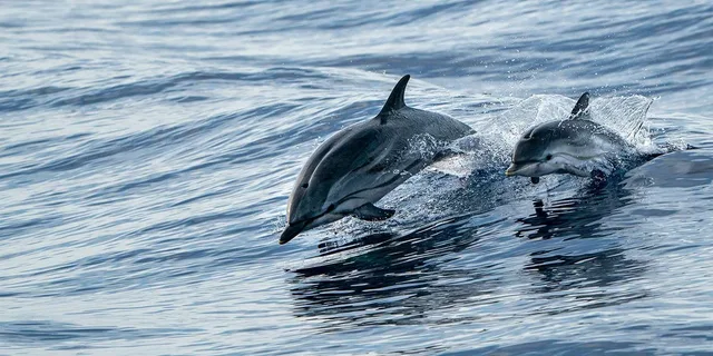 Destin Snorkeling and Dolphin Cruise 2.5 hr - Image 5