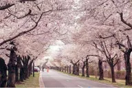 Chicago to Washington D.C. Cherry Blossom Tour thumbnail 4