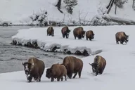 Yellowstone Wolves and Winter Adventure from Montana thumbnail 3