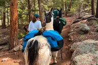 Rocky Mountains Llama Lunch Hike thumbnail 6