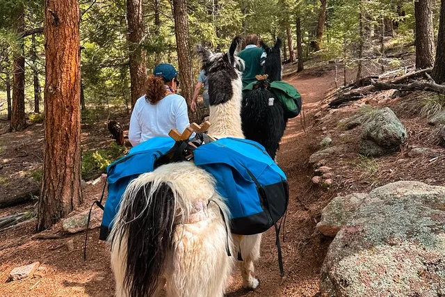 Rocky Mountains Llama Lunch Hike - Image 6
