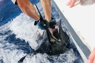 Kailua-Kona Private Fishing Charter 8 Hr thumbnail 4