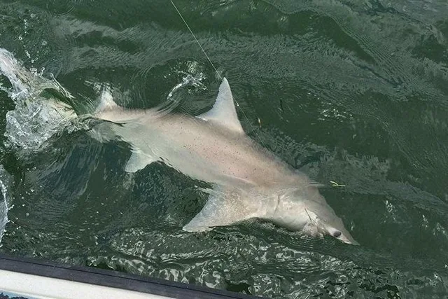 Naples Inshore Fishing Charter - Image 4