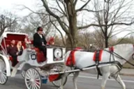 New York City Central Park Horse Carriage Ride 45 Min thumbnail 1