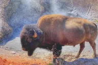 Gardiner Yellowstone Private Day Tour thumbnail 2