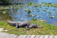 Miami Everglades Tour in French 4 hr thumbnail 3