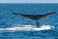 Dana Point Whale and Dolphin Watching Tour 2 hr thumbnail 4