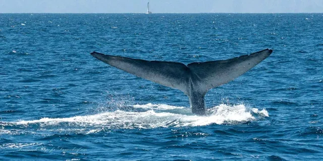 Dana Point Whale and Dolphin Watching Tour 2 hr - Image 4
