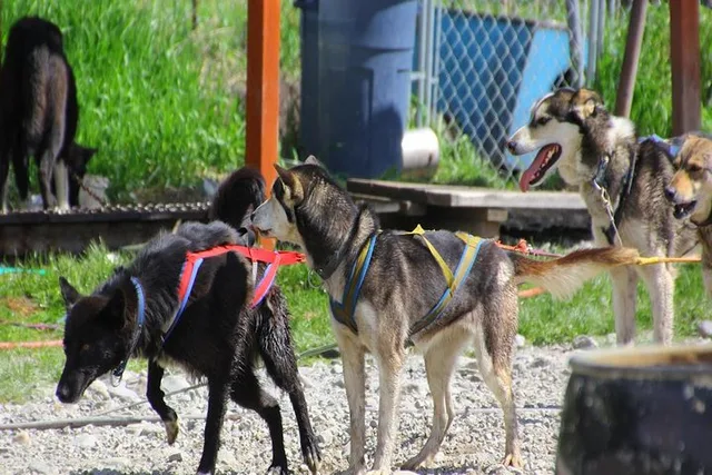 Skagway Yukon Dog Sledding and Sightseeing Tour - Image 2