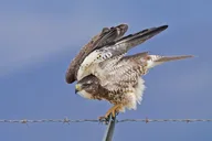 Salt Lake City Birding and Nature Tour thumbnail 5