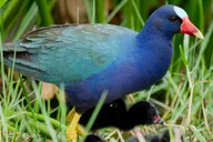 Central Florida Private Birding Tour 5 hr thumbnail 2