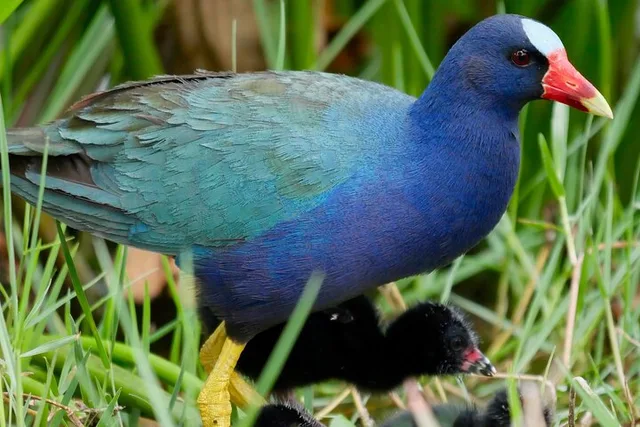 Central Florida Private Birding Tour 5 hr - Image 2