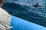 Maui Dolphin Watch Eco-Raft Tour 2 hr thumbnail 1