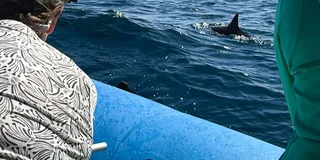 Maui Dolphin Watch Eco-Raft Tour 2 hr