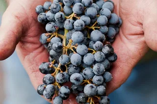 Eugene Wine Tour with Tastings