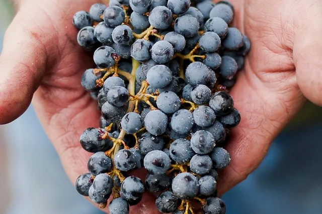 Eugene Wine Tour with Tastings - Image 1