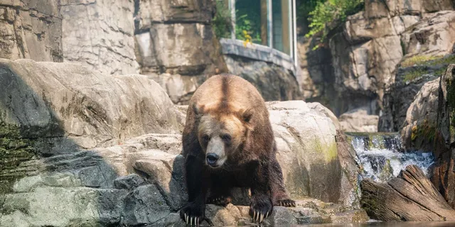 New York Central Park Zoo Entry Ticket - Image 2