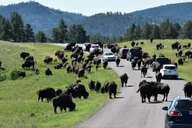 Rapid City Custer State Park and Needles Highway Tour thumbnail 4