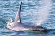 San Juan Islands Kayaking Tour 5 Days thumbnail 6
