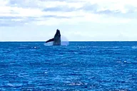Honolulu Whale Watching Cruise thumbnail 6