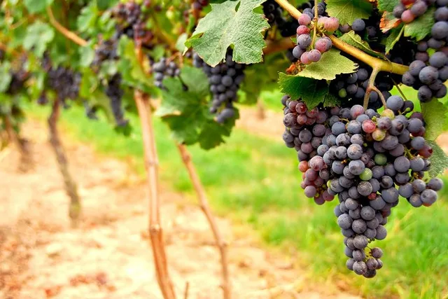 San Francisco Napa and Sonoma Wine Tour Full-Day - Image 1