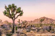 Joshua Tree National Park Self-Guided Audio Tour thumbnail 5