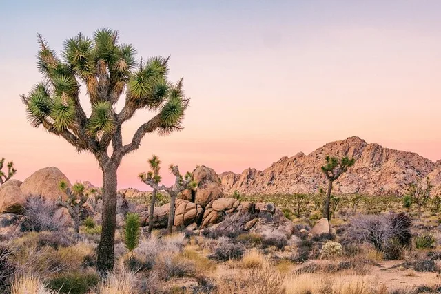 Joshua Tree National Park Self-Guided Audio Tour - Image 5