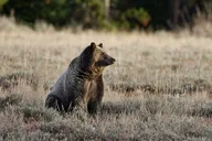 Yellowstone Wildlife Photo Safari thumbnail 4