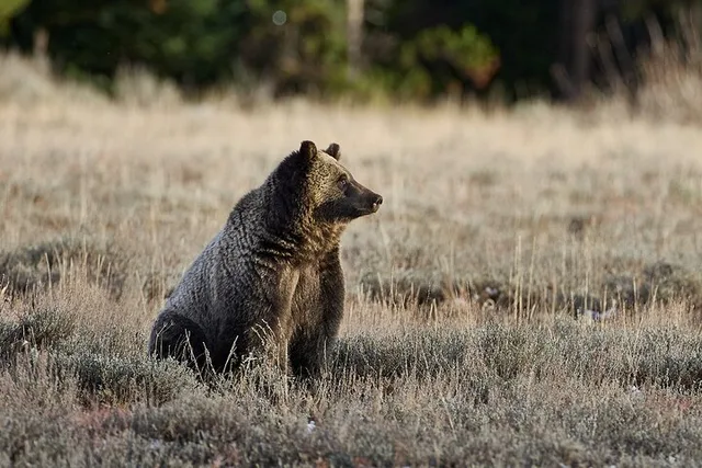 Yellowstone Wildlife Photo Safari - Image 4