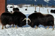 Whittier to Anchorage Transit Tour thumbnail 4
