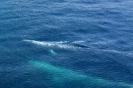 Seward Wildlife Cruise in Spring - 4 hr thumbnail 3